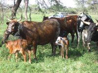 Nguni11