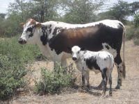 Nguni5