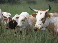 Nguni8