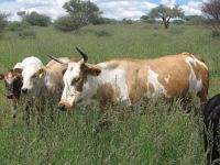 Nguni9